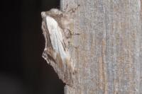 Harpyia milhauseri