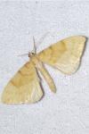 Gandaritis pyraliata
