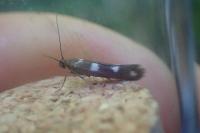 Scythris scopolella