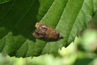 Olethreutes arcuella