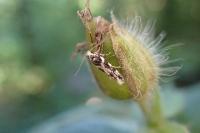 Parachronistis albiceps