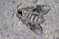 Cossus cossus
