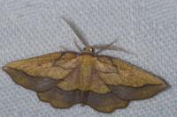 Epione repandaria