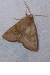 Cosmia trapezina