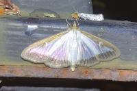 Cydalima perspectalis
