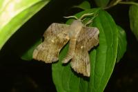Laothoe populi