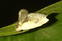 Cilix glaucata