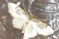 Idaea rusticata