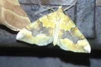 Cidaria fulvata