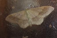Idaea aversata