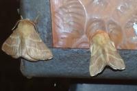 Malacosoma neustria