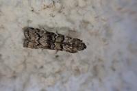 Dioryctria abietella