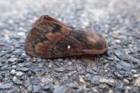 Dendrolimus pini pini