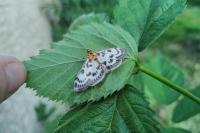 Anania hortulata