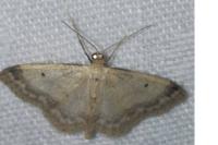 Idaea biselata