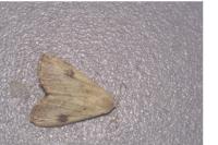 Rivula sericealis