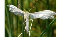 Pterophorus pentadactylus