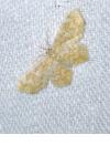 Hydrelia flammeolaria