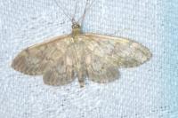 Patania ruralis
