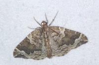 Eulithis prunata