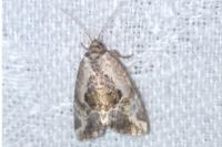 Elaphria venustula