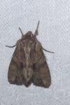 Apamea monoglypha monoglypha