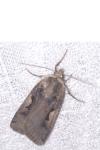Xestia c-nigrum