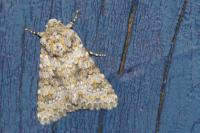 Hecatera dysodea