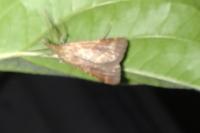 Synaphe punctalis