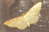 Idaea humiliata