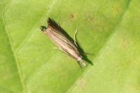 Chrysoteuchia culmella
