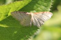 Idaea humiliata