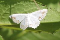 Scopula ornata