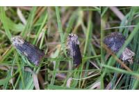 Agrotis puta