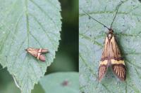 Nemophora degeerella