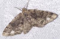 Parectropis similaria