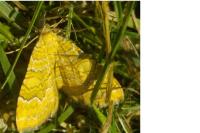 Camptogramma bilineata