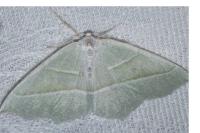 Campaea margaritaria
