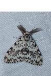 Lymantria monacha