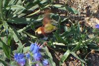 Hemaris fuciformis