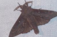 Dendrolimus pini pini