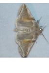 Habrosyne pyritoides