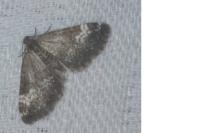 Perizoma alchemillata