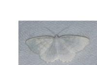 Cabera pusaria