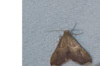Endotricha flammealis
