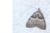 Nola cucullatella