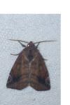 Cosmia pyralina