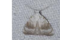 Meganola albula