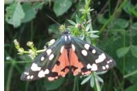 Callimorpha dominula