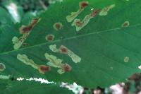 Cameraria ohridella